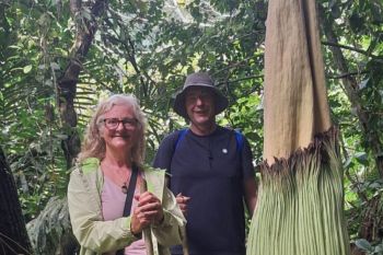 Bunga bangkai mekar di Agam, jadi daya tarik wisatawan mancanegara