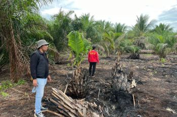 Polres Pelalawan tangkap pria bakar lahan 500 hektare di Teluk Meranti