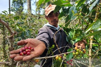 Harta karun karbon dari tanaman komoditas unggulan