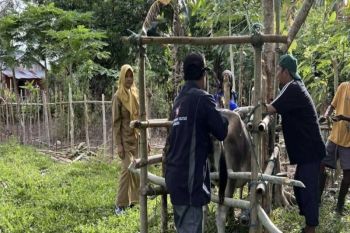 Parigi Moutong gencarkan vaksinasi ternak cegah PMK
