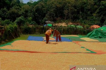 Bulog serap 19.600 ton jagung Dompu dengan harga Rp6.400 per Kg