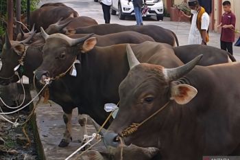 NTB kirim sapi kurban lebih awal ke Jabodetabek