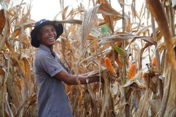 Tok! Presiden Prabowo Terbitkan Inpres 3 Tahun 2026, Stok Jagung Diperkuat