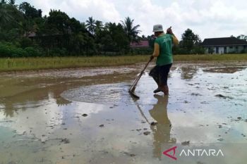 Pekebun rakyat jadi petani makmur di Kalimantan Timur