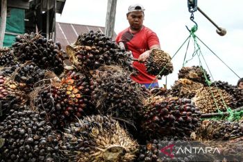 Sistem pendanaan perlu diperkuat dalam mengimplementasikan Biodiesel B50