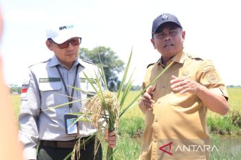 Target produktivitas padi naik, Darma Wijaya dukung penuh PM-AAS di Sergai