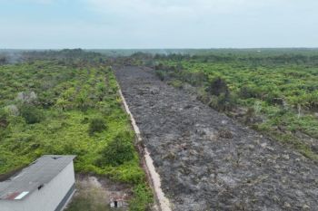 Pelaku karhutla di Hutan Samak Rupat Utara ditangkap polisi