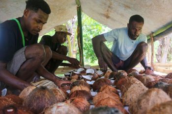 EcoNusa latih warga Semangga Merauke tingkatkan kualitas kopra