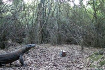 BKSDA pasang 12 kamera pantau pergerakan Komodo di Manggarai Timur