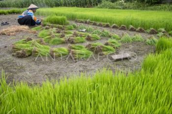 Pemkab Sigi: Kontribusi PDRB tembus 50 persen di sektor pertanian