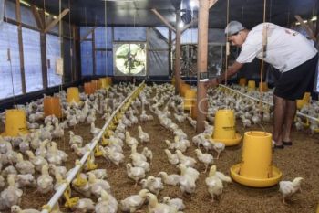 Kementan perkuat pengaturan produksi ayam demi lindungi peternak