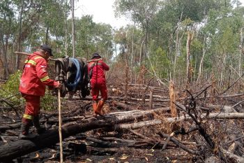 Lebih dari sepekan akhirnya Manggala Agni tuntaskan operasi pemadaman karhutla di Bengkalis
