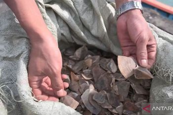 TNI AL gagalkan penyelundupan sisik trenggiling di perairan Banten