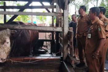 Dinas PKH Riau proyeksikan 500 ribu sapi terintegrasi dengan kebun sawit