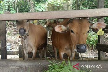 Tiga vaksin atasi penyakit hewan ternak musim kemarau di Kaltim
