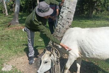 Distan Aceh Besar gencarkan vaksinasi ternak cegah penyakit menular