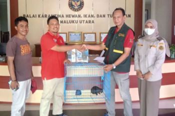 BKSDA Maluku lepas liarkan kuskus hasil penyerahan dari karantina