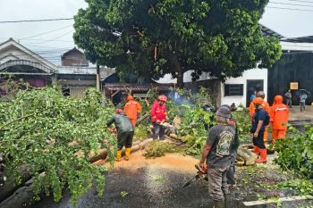 Petugas evakuasi pohon tumbang tutup jalan nasional Tulungagung-Kediri