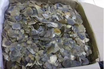 Kemenhut gagalkan perdagangan 22 kg sisik trenggiling di Medan