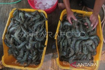 Dua komoditas udang jadi andalan ekspor Kaltim