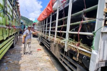 Harga emas tergelincir tertekan dolar AS lebih kuat