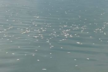 Penetapan zona pelestarian Danau Maninjau atasi pencemaran