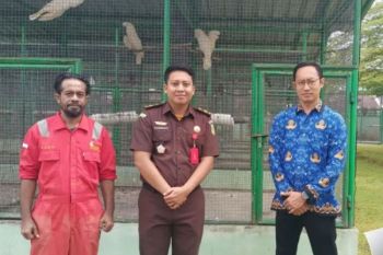 BKSDA terima empat satwa jenis kakatua hasil penegakan hukum perdagangan ilegal