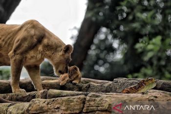 Pemkot Bandung jaring pengelola baru Bandung Zoo