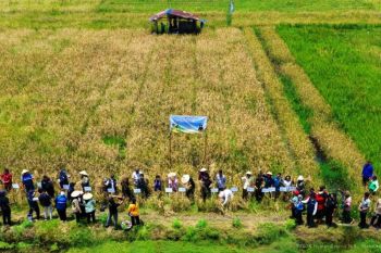 50 persen beras dari Kukar, buktikan penghasil lumbung pangan Kaltim