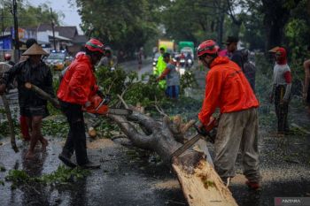 Pohon tumbang akibat cuaca buruk di Nganjuk