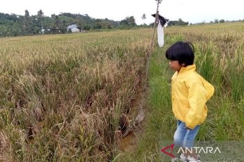 Mahakam Ulu lanjutkan cetak sawah kejar target 141 hektare