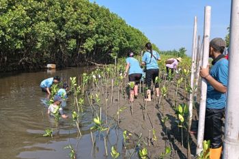 Malibu Beachfront tanam 1.000 mangrove di Pantai Tirang