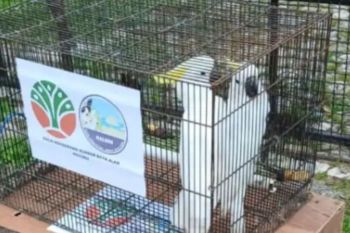BKSDA Maluku dan BRIN lepasliarkan kakatua koki di hutan adat Karangguli