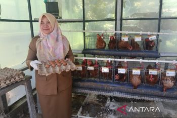 DKP3 Cirebon mengembangkan "urban farming" terpadu di lahan sempit