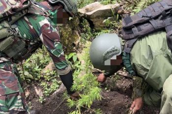 Tim gabungan TNI-Polri temukan ladang ganja saat berpatroli di Pegubin