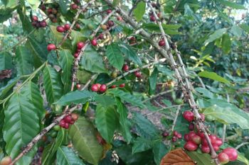 Desa penyangga Mandalika mengembangkan tanaman kopi