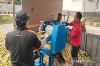 BRIN kembangkan teknologi olah gula semut dari sorgum, alternatif gula