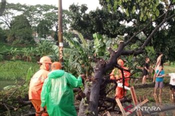 Jaktim evakuasi belasan pohon tumbang akibat hujan disertai angin