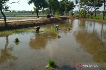 Ketersediaan air irigasi selama MT 2 di Kudus aman
