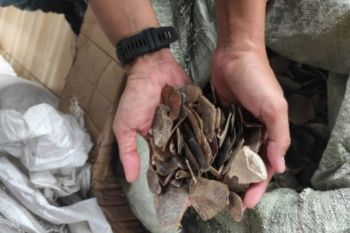 Kemenhut tahan WNA terkait penyelundupan 796 kg sisik trenggiling