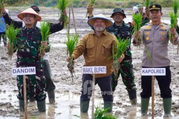 Berau tambah 100 hektare sawah demi ketahanan pangan