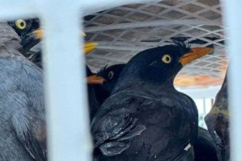 NGO Flight catat 14 ribu burung diselamatkan dari perdagangan liar di 2025
