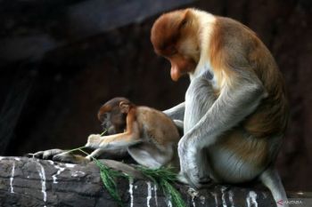 Batu Secret Zoo pantau perkembangan pertumbuhan bayi bekantan