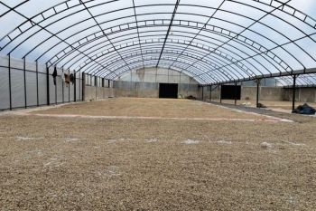 PEMA ekspor perdana 19 ton kopi Gayo ke Amerika Serikat