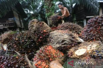 Harga TBS kelapa sawit di Riau naik lagi, sekarang Rp4.088,09 per kg