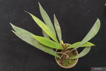 BRIN identifies three new Homalomena species in Sumatra