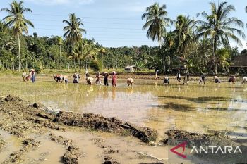 Mentan: Stok beras 4,7 juta ton, aman hadapi potensi kekeringan