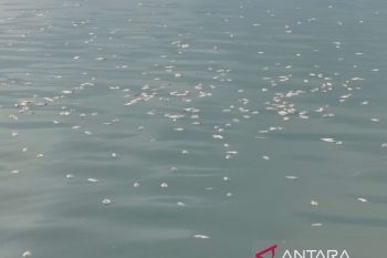 Rp125 juta kerugian petani KJA Danau Maninjau dampak kematian ikan