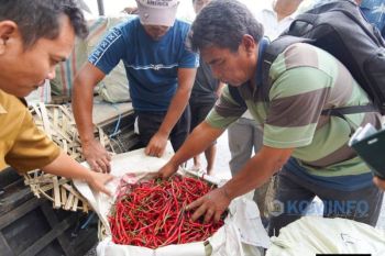 Cabai Karo tembus pasar Kalimantan, petani dapat harga lebih baik