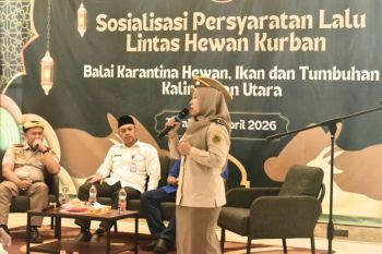 Karantina Kaltara Sosialisasi Syarat Lalu Lintas Hewan Kurban